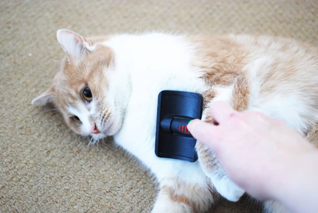 Ginger and white cat having his hair brushed with cat fur brush.