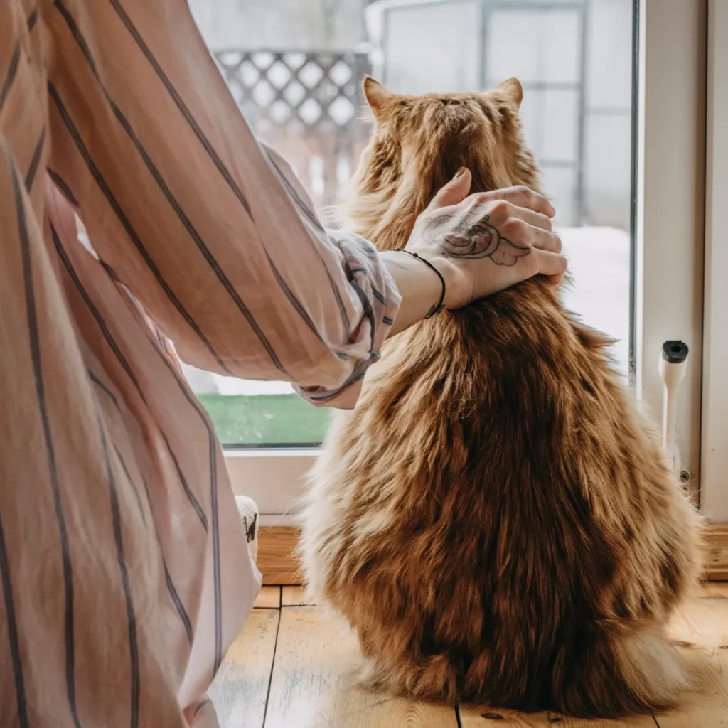 stroking a ginger cat to help during bereavement. 