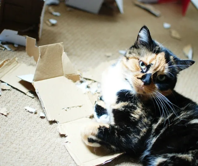 Tortoiseshell cat relaxing. Cats need jobs too!