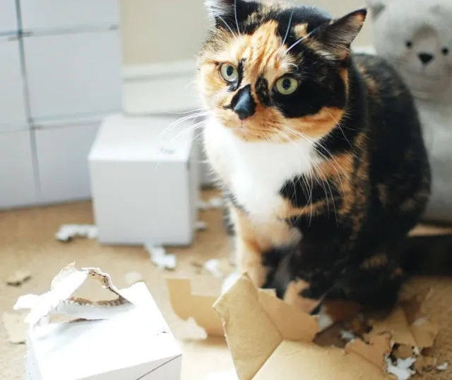 cute cat ripping up cardboard boxes.