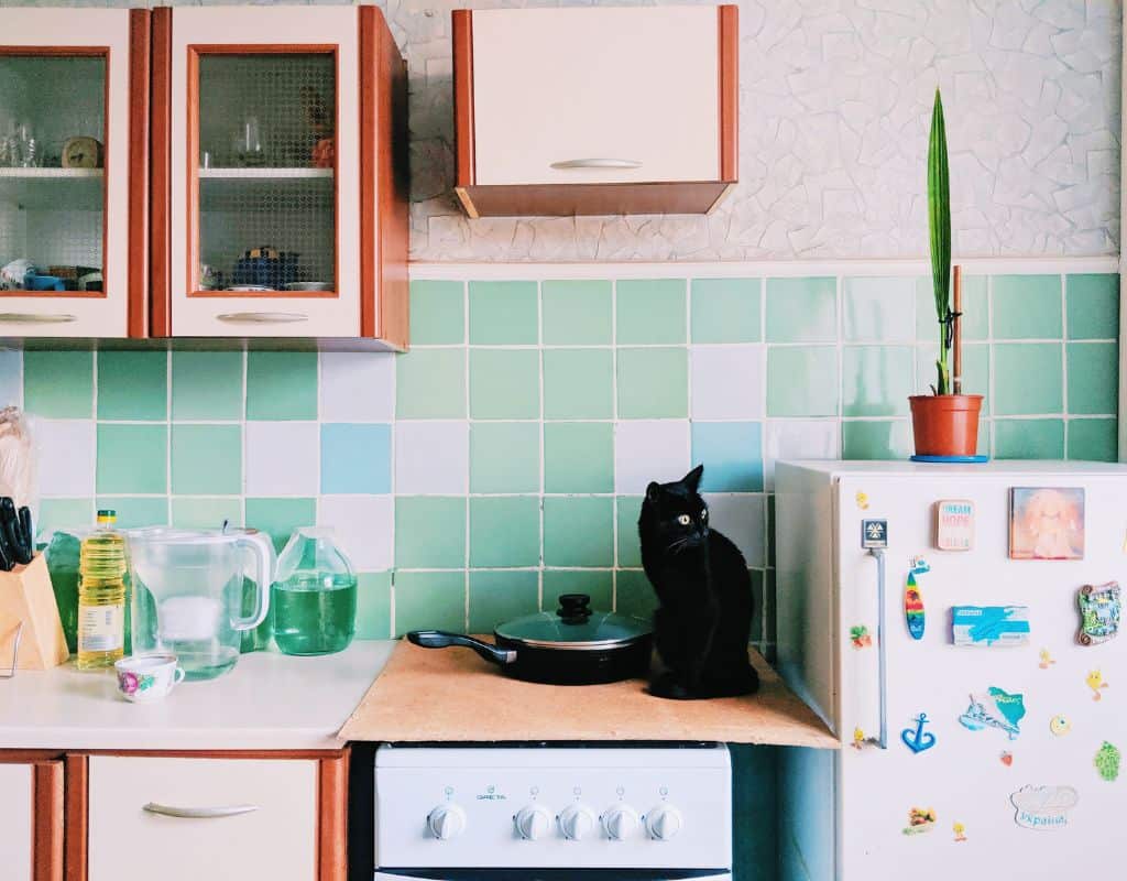 Can you train a cat to not go on the counter?