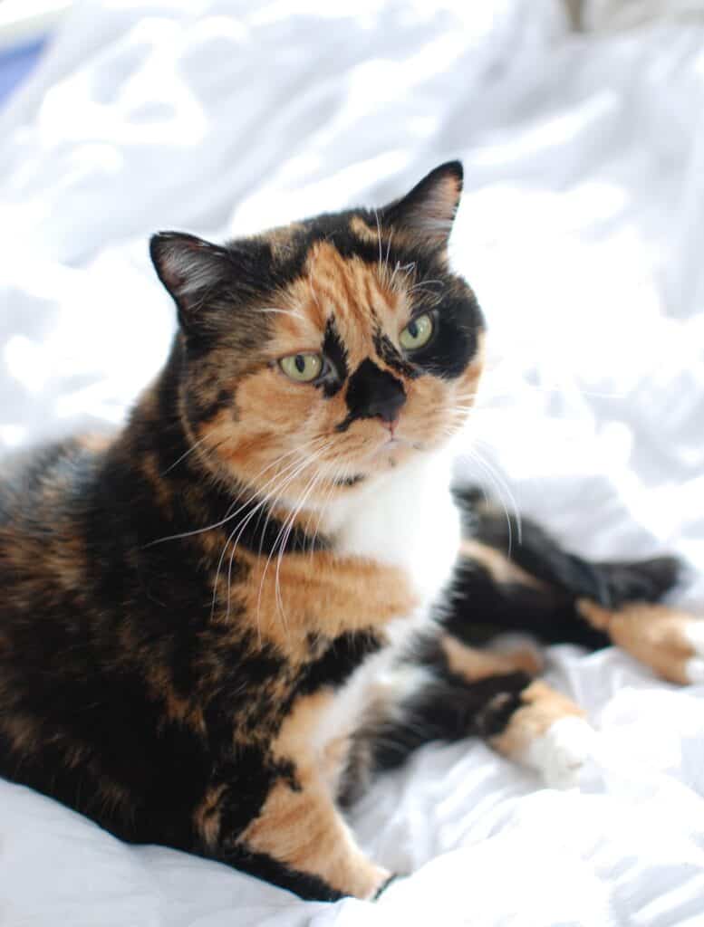 Una, tortoiseshell 12 year old Cats I'm loving this month