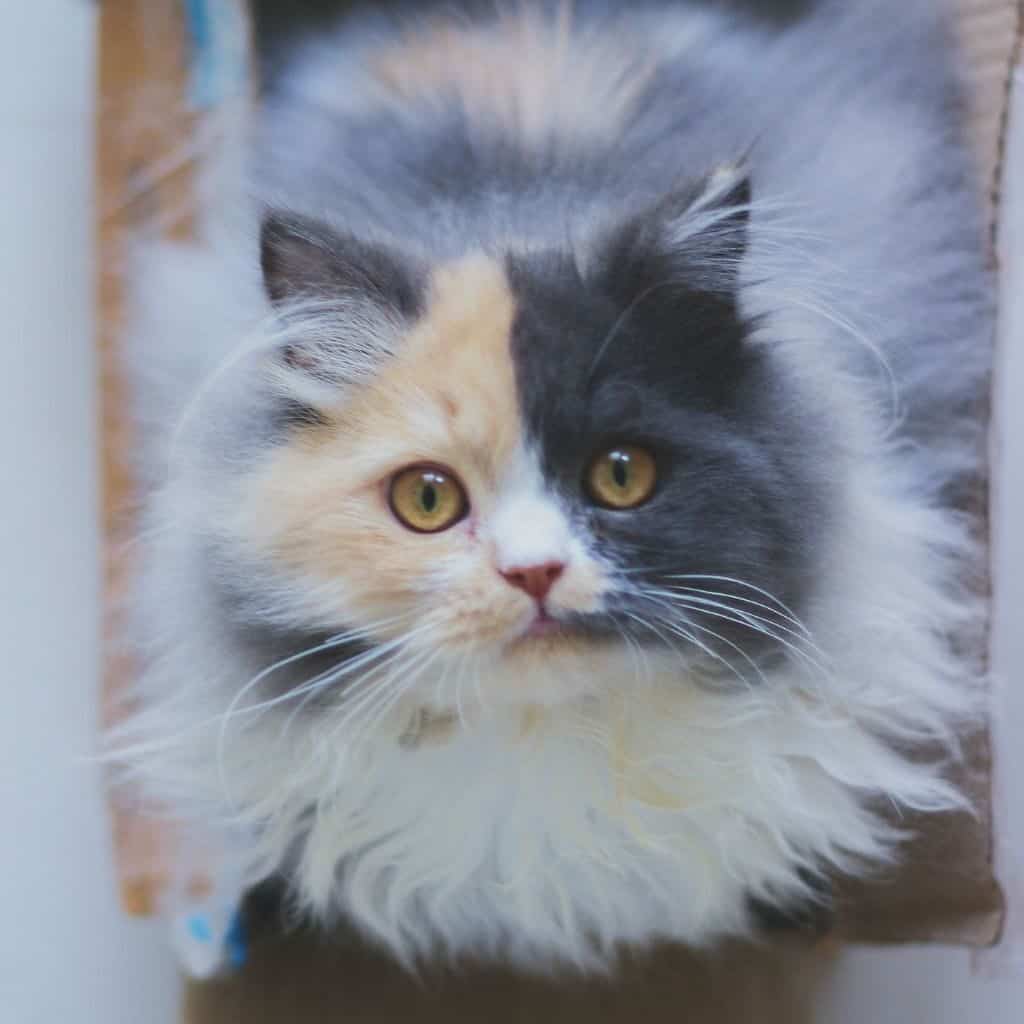 what to get a person who loves calico cats