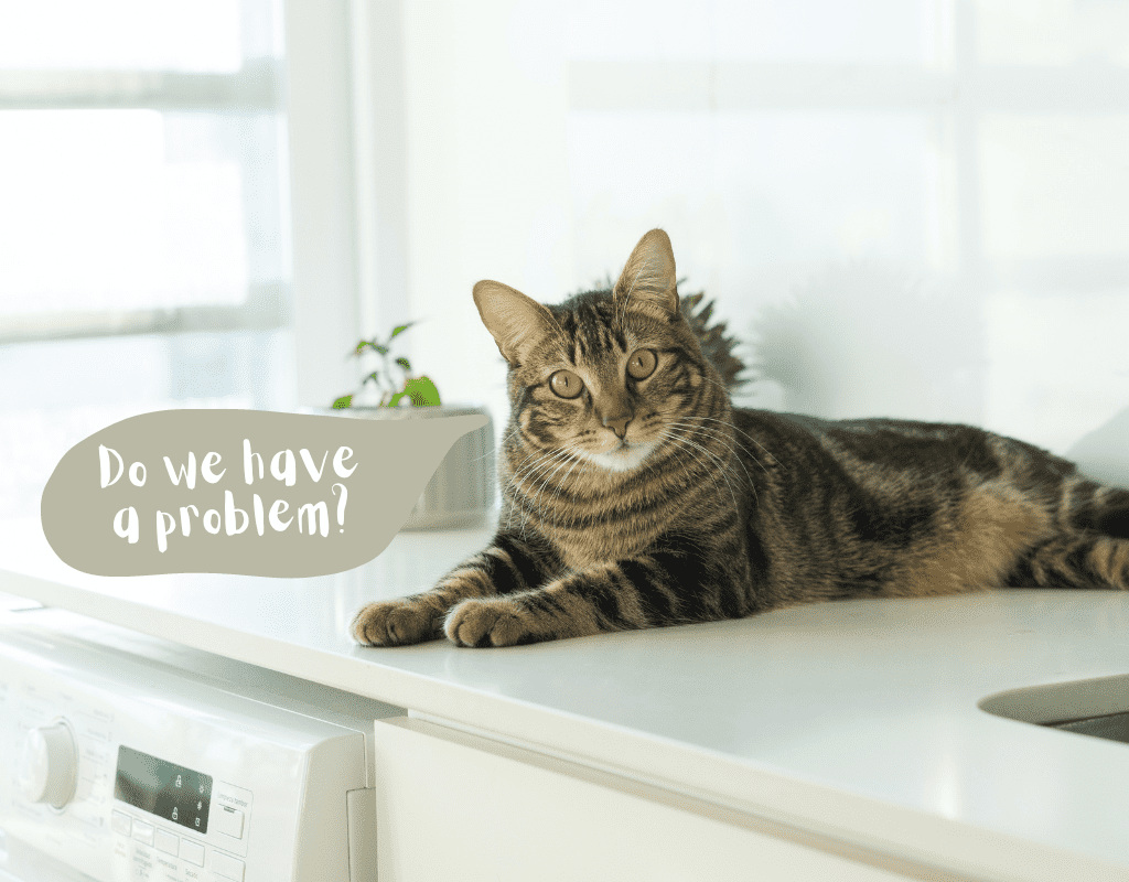 How to keep cats off the kitchen counter