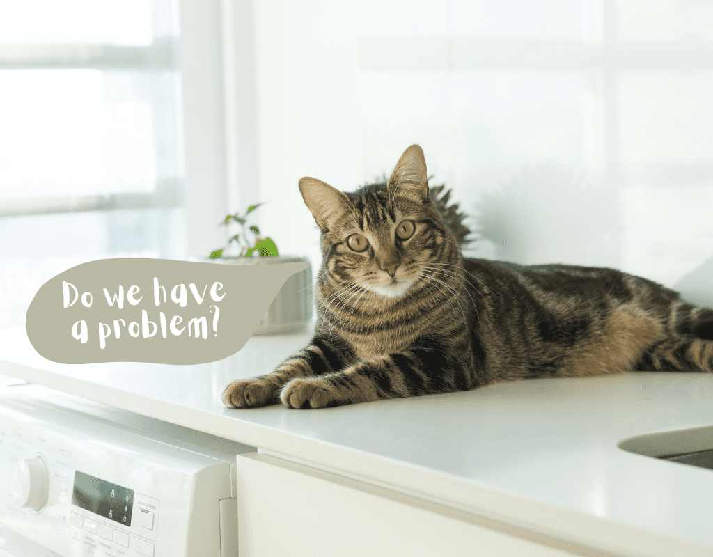 Keeping cats clearance off kitchen counters