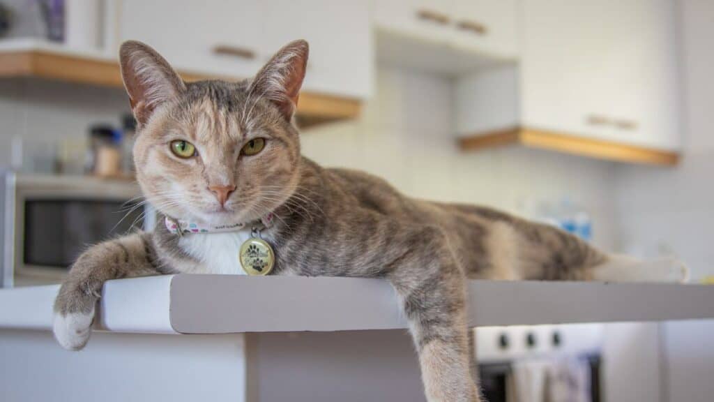 how do I keep my cat off kitchen worktops?