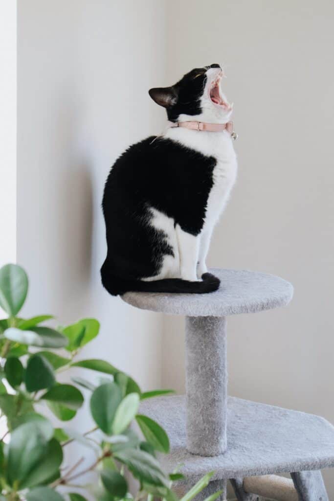 What kind of cat tree should I get for my cat