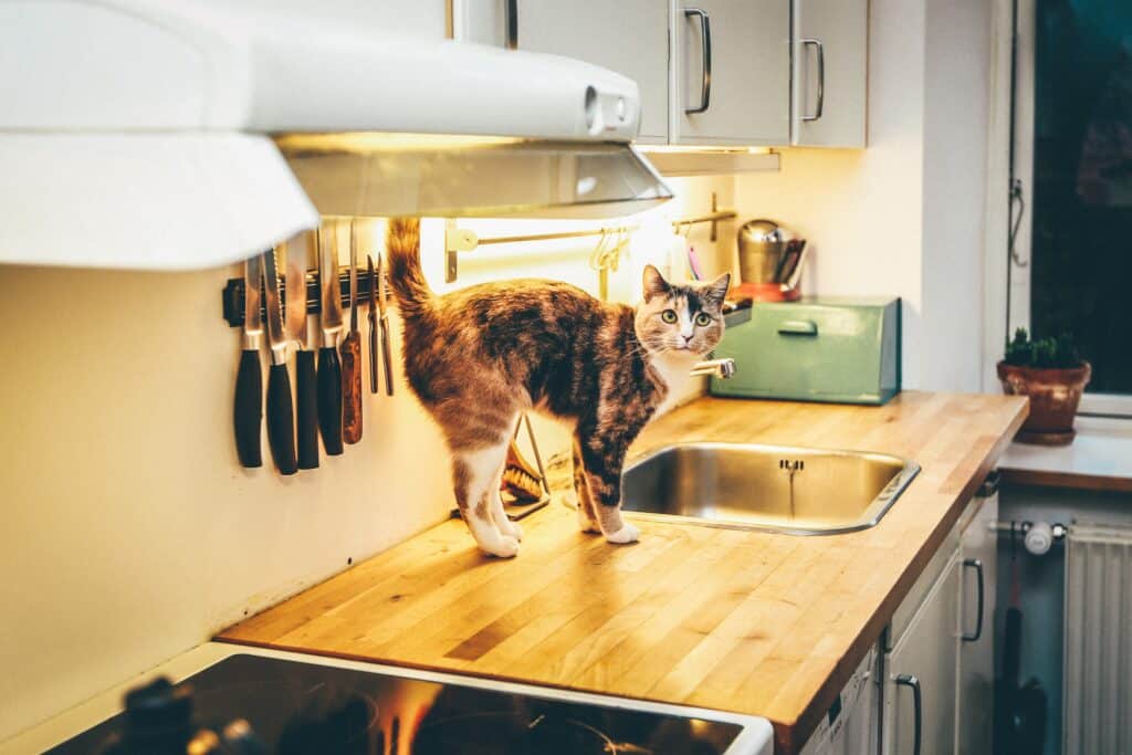 how to keep cats off the counter