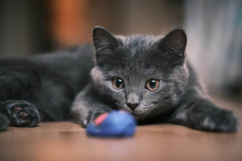 What toys do kittens like to play with?