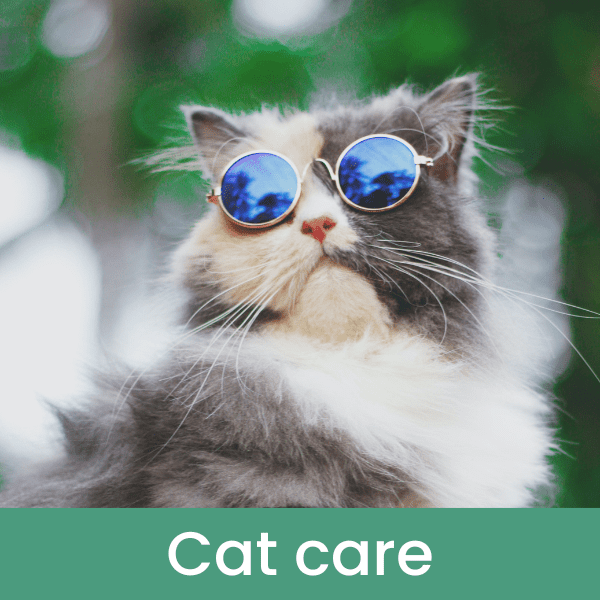 Cat care tips
