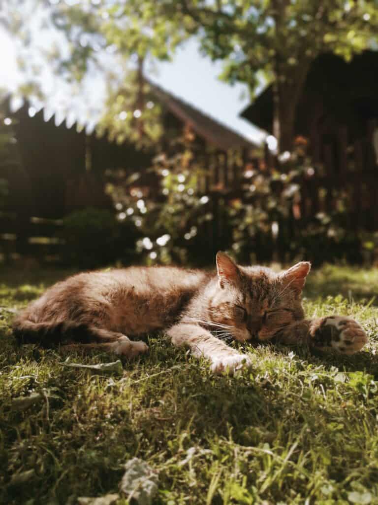 cat sunbathing in garden