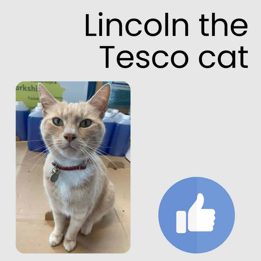 Best supermarket cat groups on Facebook