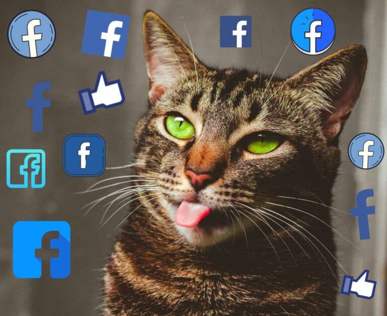 The best Facebook groups for cat lovers.