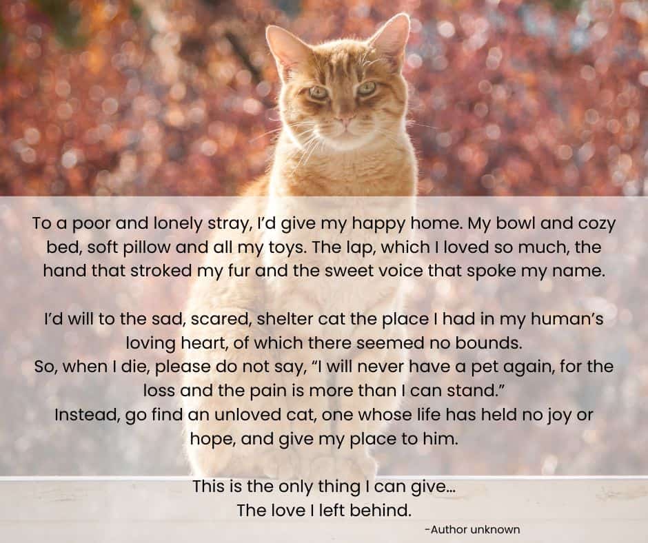 Poem from a cat