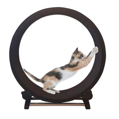 Exercise wheel for cats