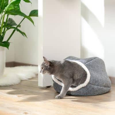 Affordable cat dens for winter Korocincocats