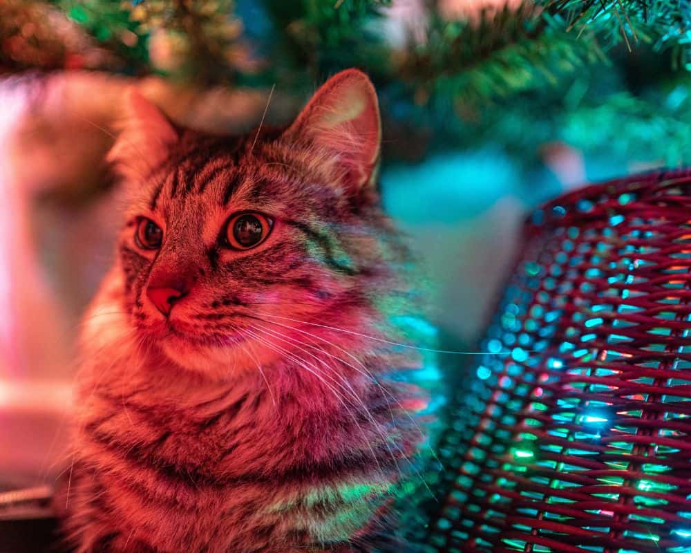 How to keep your cat off the Christmas tree Koro Cinco Cats