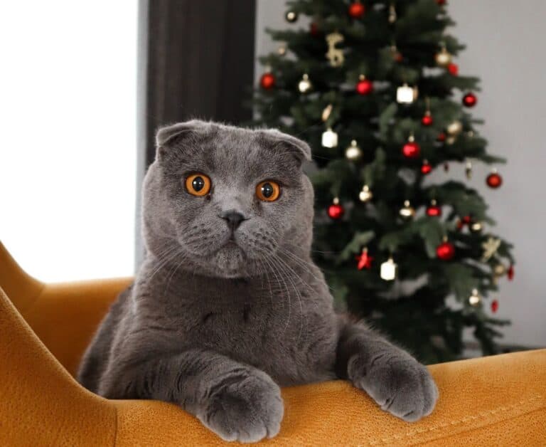 How to keep your cat off the Christmas tree