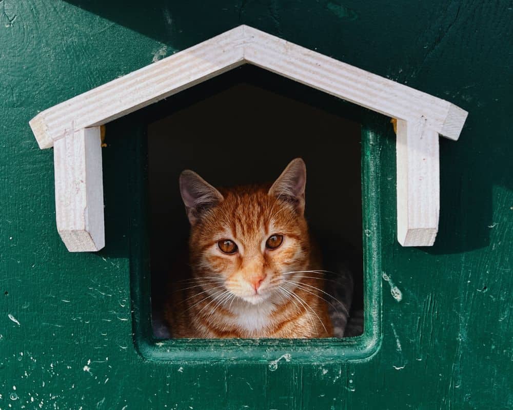 Shelter for cats outside