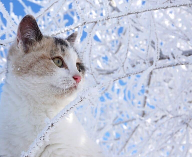 How to keep your cat warm during the winter months