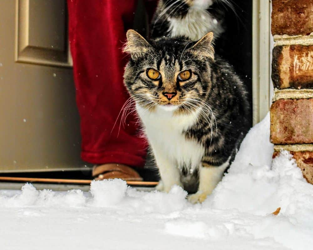 How to keep your cat warm during the winter months Korocincocats
