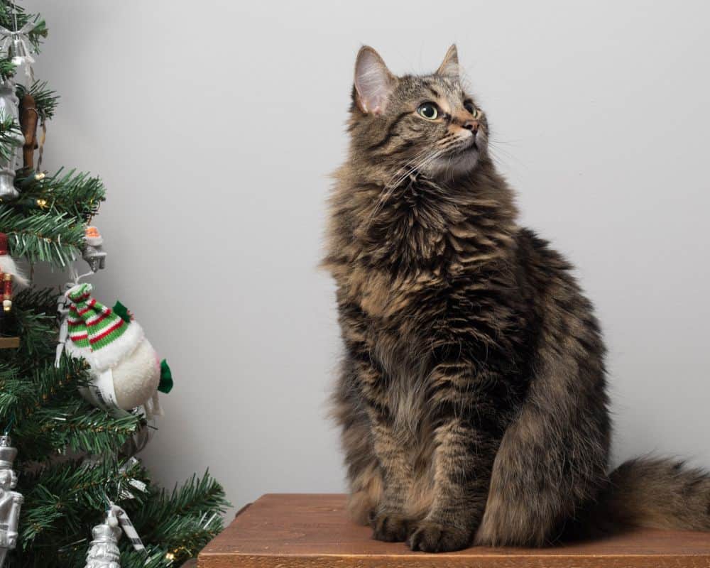 Things to deter cats from the Christmas tree