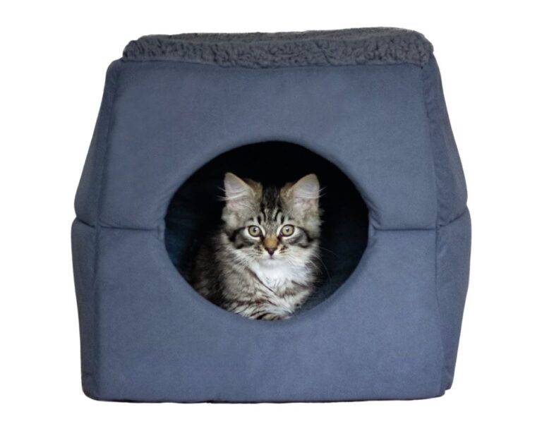 10 affordable cat beds