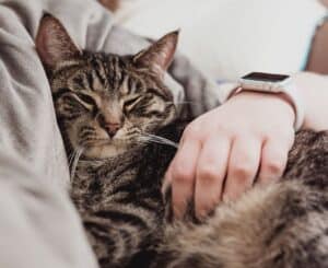 What are the benefits of sleeping next to your cat. Korocincocats