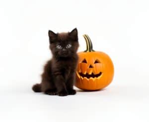 The best Halloween gifts for cats and their owners